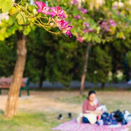 Trees provide dappled shade creating a very comfortable space below where people gather and picnic. This Hong Kong Orchid (<i>Bauhinia</i> x <i>blakeana</i>) is one of the very attractive features trees in the park.